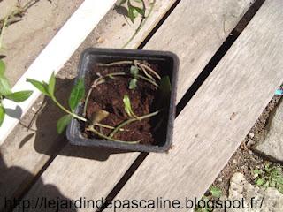 Bouturer la Pervenche