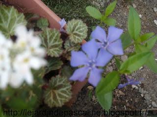 Bouturer la Pervenche