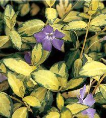 Bouturer la Pervenche