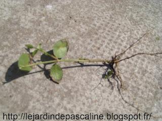 Bouturer la Pervenche