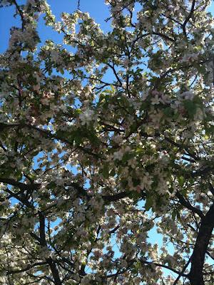 C'est le printemps à Chicago !