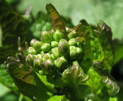 Des fleurs en boutons