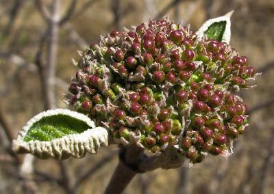 Des fleurs en boutons