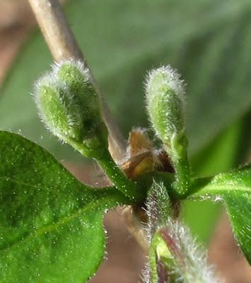 Des fleurs en boutons