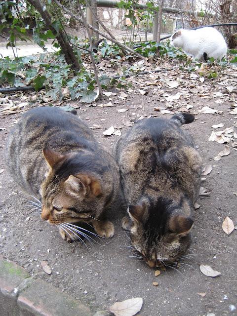 Parco Savorgnan, sur le qui-vive...