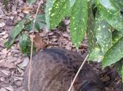 Parco Savorgnan, qui-vive...