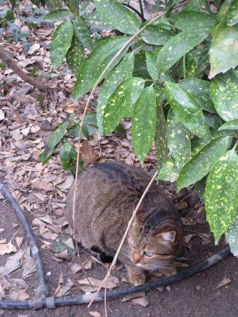 Parco Savorgnan, sur le qui-vive...