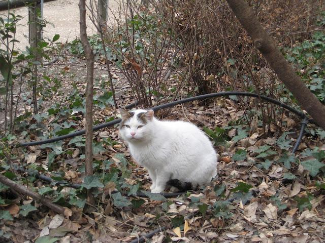 Parco Savorgnan, sur le qui-vive...