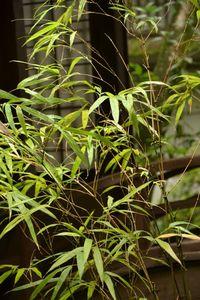 1 et 2 juillet Takamatsu Kotohira 323