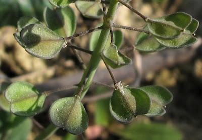 Des fleurs en boutons et déjà des fruits