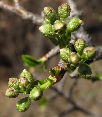 Des fleurs en boutons et déjà des fruits