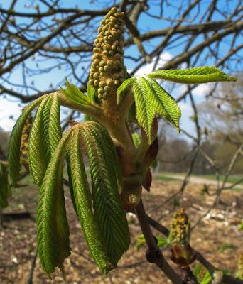 Des fleurs en boutons et déjà des fruits