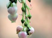 Arbutus 'Marina' refleurit