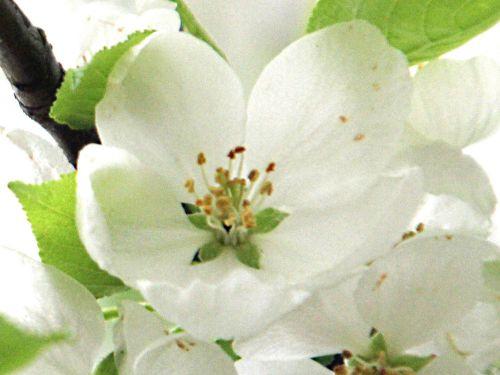 malus hupehensis fl gb 9 avril 2012 p 077.jpg