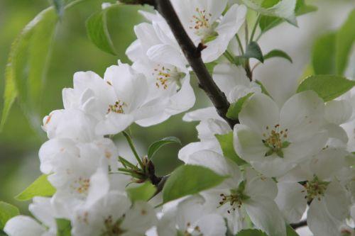 3 gb 9 avril 2012 077.jpg