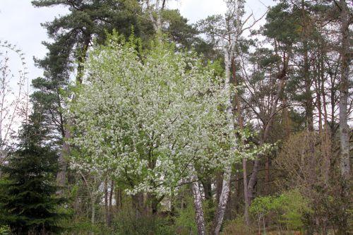 1 gb 9 avril 2012 078.jpg