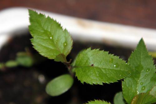 malus hupehensis semis 2 9 avril 2012 004.jpg