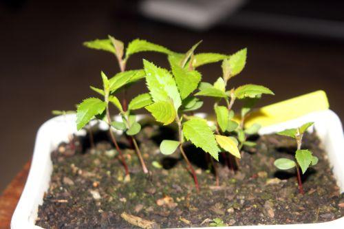 malus hupehensis semis 1 9 avril 2012 001.jpg