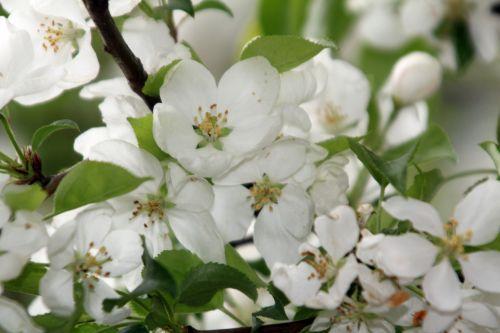 2 gb 9 avril 2012 076.jpg