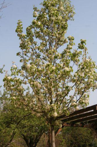 1 pyrus calleryana paris 6 avril 125.jpg
