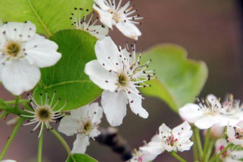 6 pyrus calleryana gb 9 avril 2012 019 (3).jpg