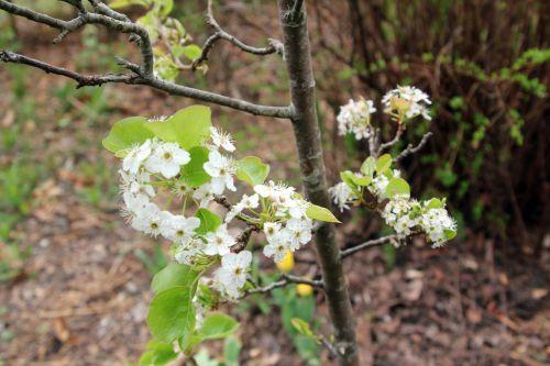 3 pyrus calleryana gb 9 avril 2012 019.jpg