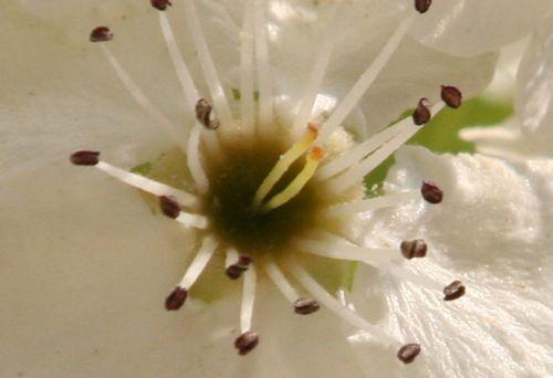 7 pyrus calleryana fl coeur paris 6 avril 126.jpg