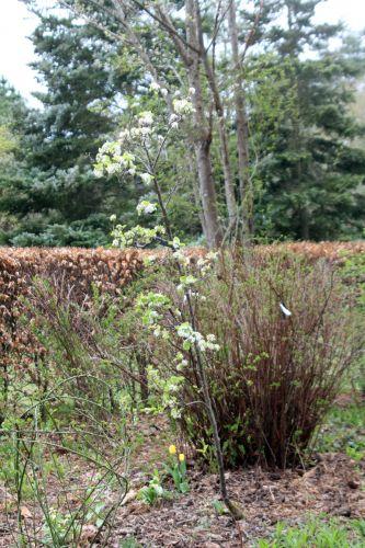 2 pyrus calleryana bradford gb 9 avril 2012 .jpg