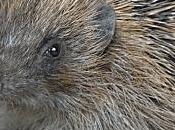 Tanka vent printemps