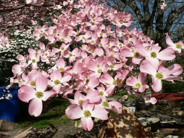 Des Papillons dans les Arbres