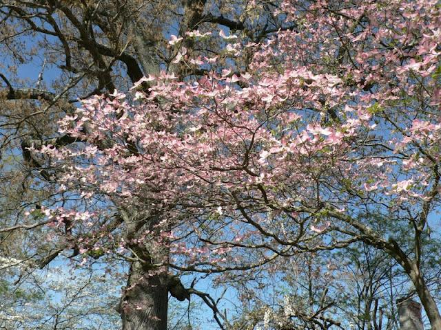 Des Papillons dans les Arbres