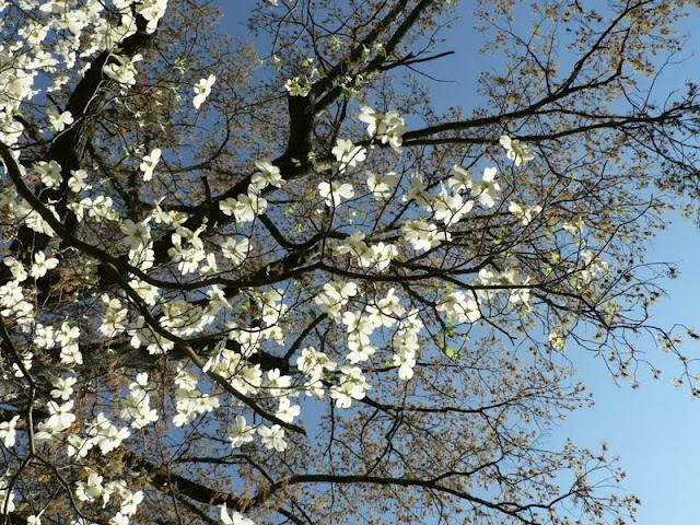 Des Papillons dans les Arbres