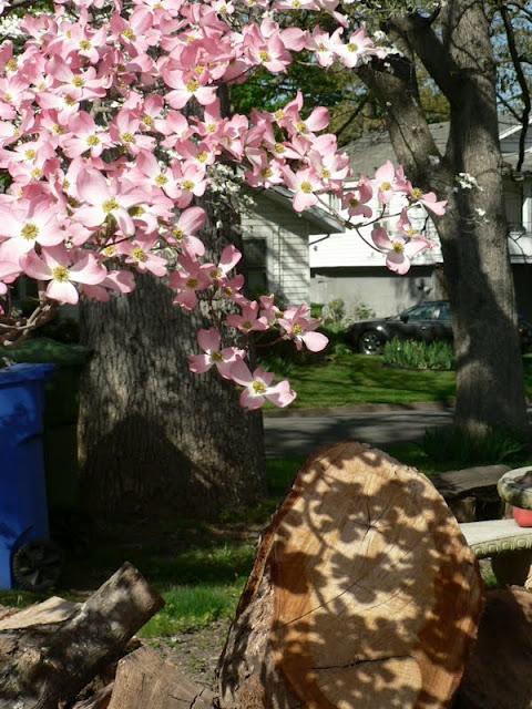 Des Papillons dans les Arbres