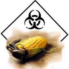 insecticides,insectes,maïs,amérique,monsanto,sciences,environnement,agriculture