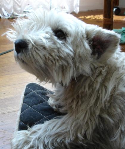 westie, chien
