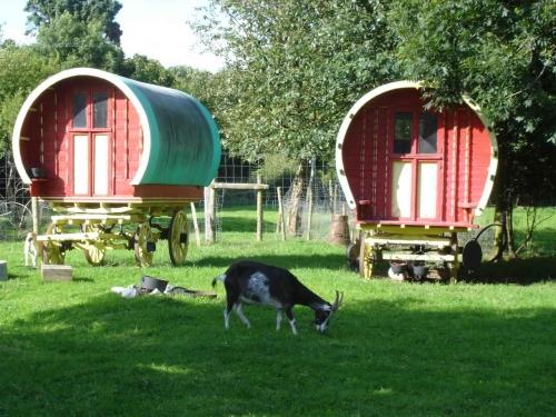 chèvre, roulotte, pelouse, couleurs, irlande