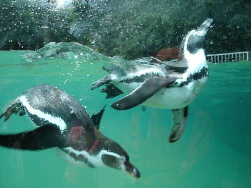 pingouin, beauval, zoo, animal, aquatique, aquarium