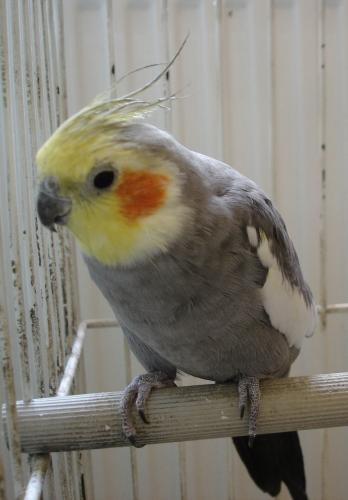 grisou, perruche, gris, oiseau, petite perruche, cockatiel, calopsitte