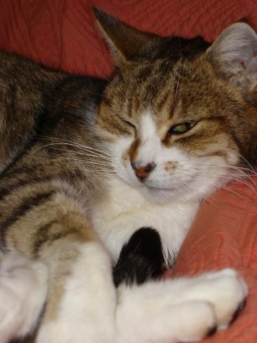 chat, sommeil, endormi, entrouvert, oeil, yeux, canapé