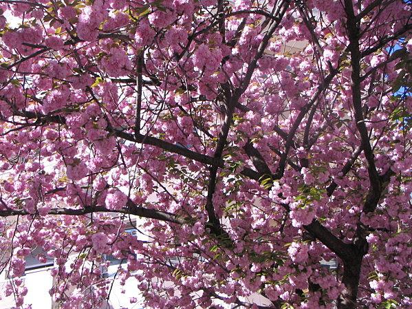 spring-028.JPG
