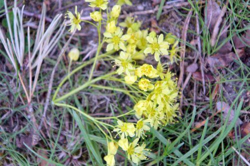 2 acer mono gb 9 avril 2012 041.jpg