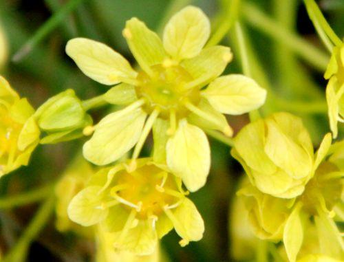 4 acer mono rec gb 9 avril 2012 044.jpg