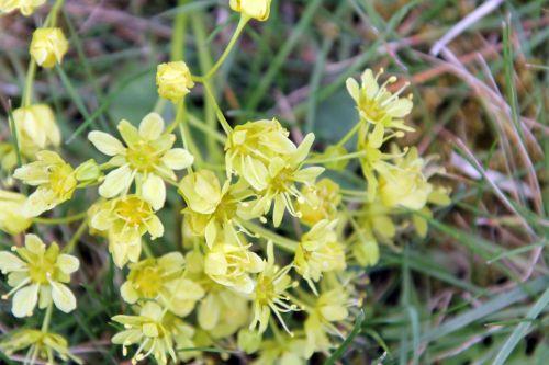 3 acer mono gb 9 avril 2012 045.jpg