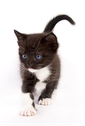 Un bébé chat noir et blanc