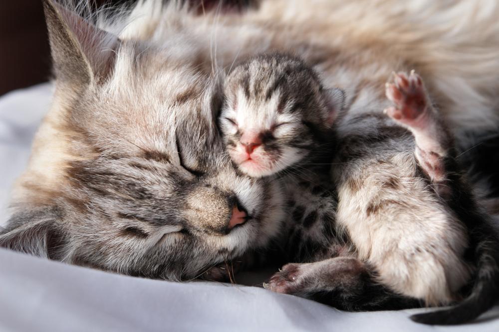 Сонник кормила кошку. Новорожденные котята. Кошка с новорожденными котятами. Новорожденный котенок. Слепые котята.