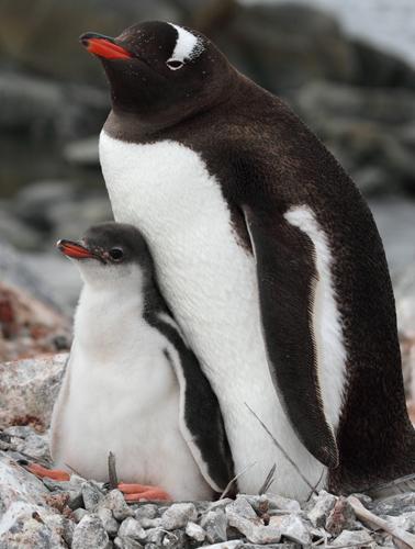 Un bébé pingouin