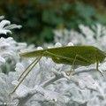 INSECTES_DE_NOS_PARCS_ET_JARDINS
