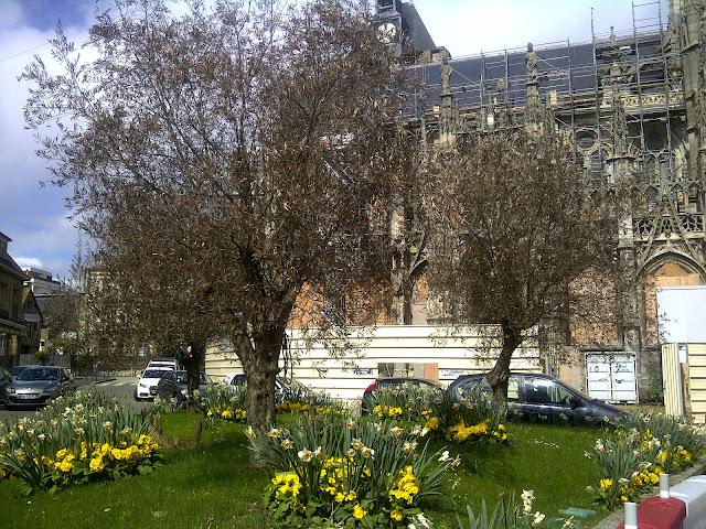 Chronique d’une mort annoncée : l'olivier craint surtout le gel