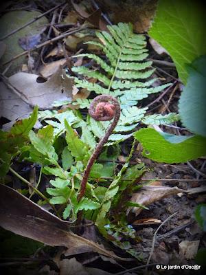La pluie aura fait un bien fou au jardin boostant les feu...