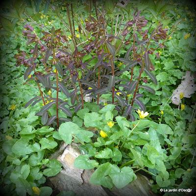 La pluie aura fait un bien fou au jardin boostant les feu...